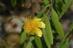 Shrubby St. Johnswort